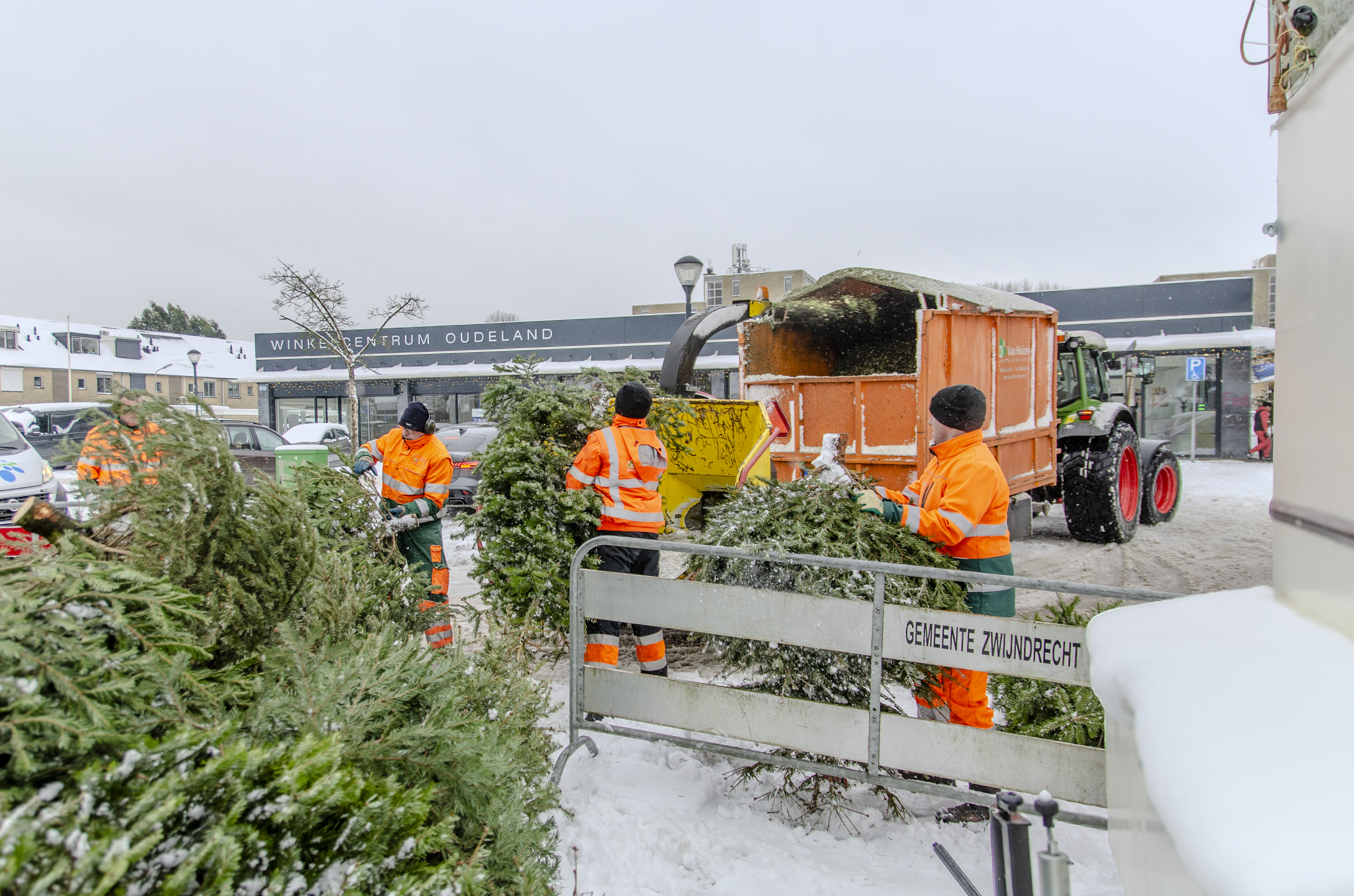 Kerstbomen inzamelen