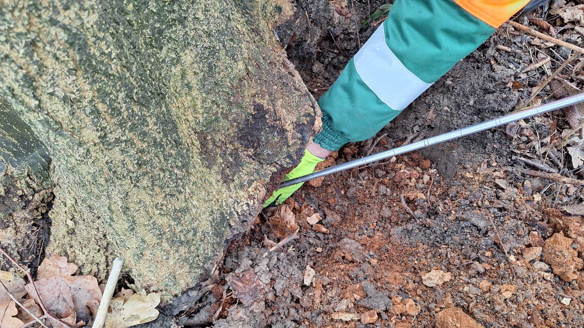 Onderzoek wortels bomen