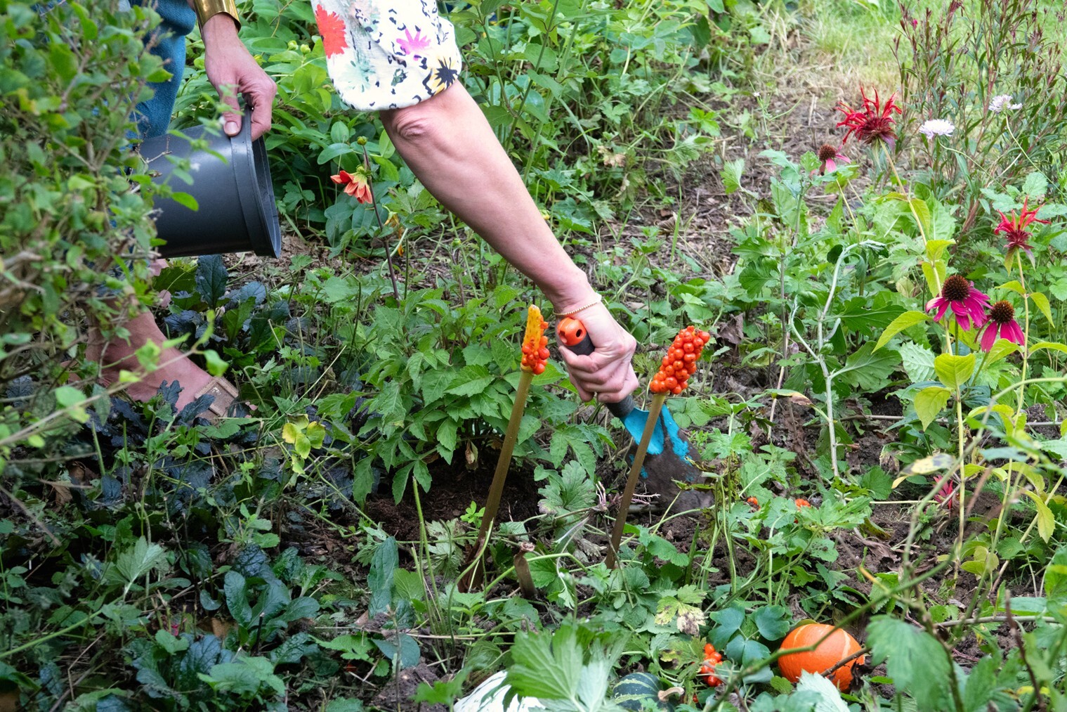Meld je aan voor een gratis plantenpakket